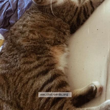 Foto 1/1 Wiedergefundene Katze Verloren in Le Mouret