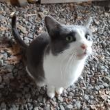 Picture of cat found at Lotbiniere