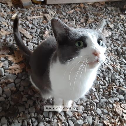 Photo 1/1 Cat reunited Found in Lotbiniere