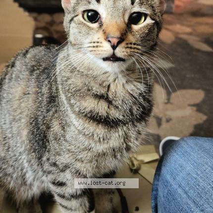 Photo 1/2 Reunited cat Lost in Shenandoah