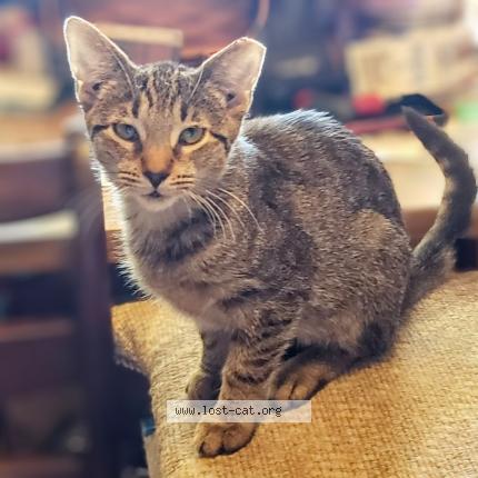 Photo 2/2 Reunited cat Lost in Shenandoah