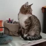 Picture of cat lost at Moulins