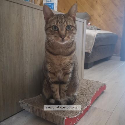 Foto 1/1 Kat teruggevonden Vermist in Obourg