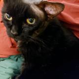 Picture of cat lost at Greenfield Park