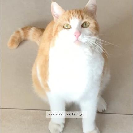 Foto einer verlorenen Katze in Gimel
