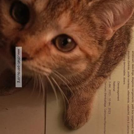 Foto 1/1 Kat teruggevonden Vermist in Maleves Sainte Marie Wastinne