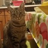 Picture of cat lost at Gien