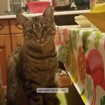 Photo 1/1 Titi Chat lost in Gien