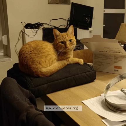 Foto 1/1 Kat teruggevonden Vermist in Le Roeulx