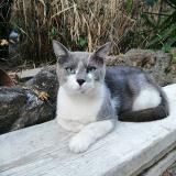 Picture of cat lost at Marseille