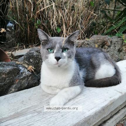 Photo 1/1 Cat reunited Lost in Marseille