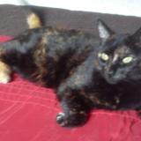 Picture of cat lost at Cornwall