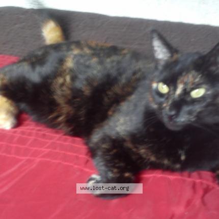 Photo 1/1 Cat reunited Lost in Cornwall