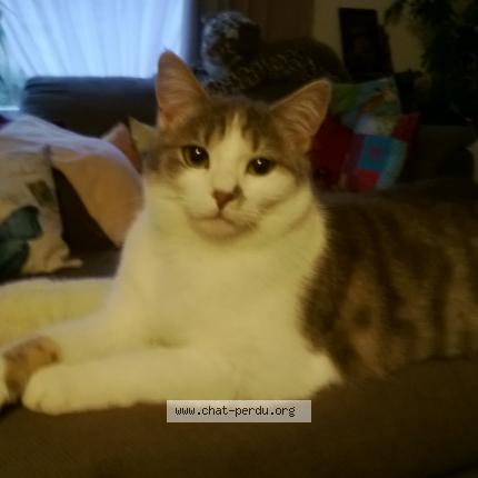 Foto van vermiste kat in Saint Marc Namur