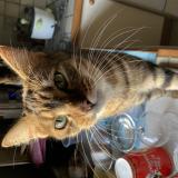 Picture of cat lost at Le Vigan