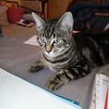 Picture of cat lost at Le Mans