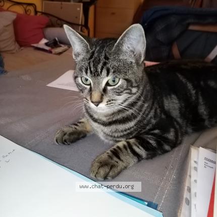 Photo 1/1 Tigrou Chat lost in Le mans