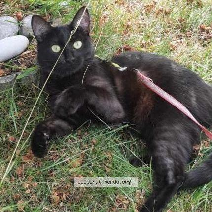 Foto 1/1 Kat teruggevonden Vermist in Anderlecht