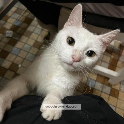 Photo 1/1 Cat reunited Lost in Veauville les quelles