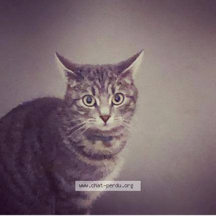 Foto 1/1 Kat teruggevonden Vermist in Verviers