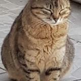 Picture of cat lost at Auboue