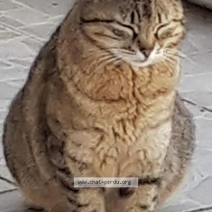 Photo 1/1 Fifille Chat lost in Auboue