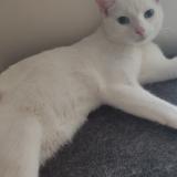 Picture of cat lost at Bonnieres Sur Seine