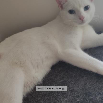 Photo 1/1 Maeglyss Chat lost in Bonnieres sur seine