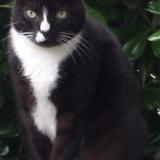 Picture of cat lost at Anglet