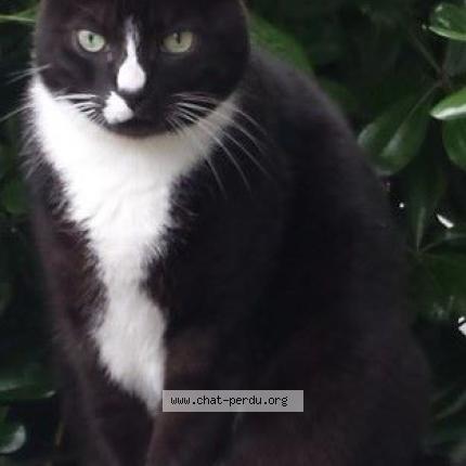 Photo 1/1 Duchesse Gaby Chat lost in Anglet