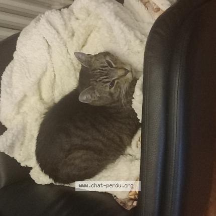 Foto 1/1 Kat teruggevonden Vermist in Liege