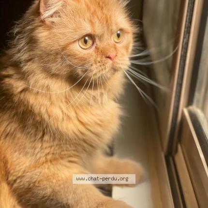 Photo 1/1 Hamasa Chat lost in Toulouse