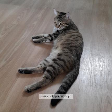 Photo 1/1 Bingo Chat lost in La barre de semilly