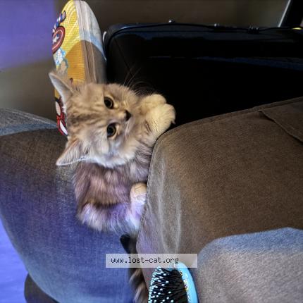 Photo 1/1 Cat reunited Lost in Singapore