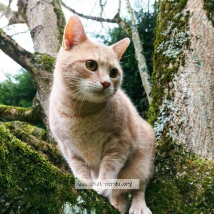 Photo 1/1 Reunited cat Lost in Sin Le Noble