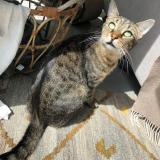 Picture of cat lost at Nan