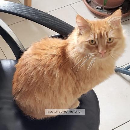 Foto einer verlorenen Katze in Auvernier