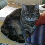 Picture of cat lost at Nouziers