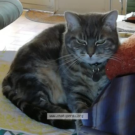 Photo 1/1 Gypsie Chat lost in Nouziers