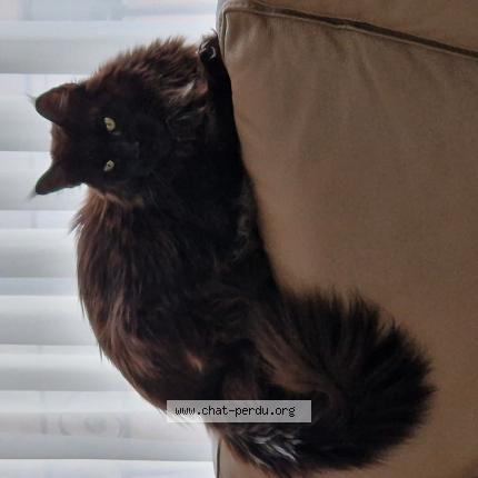 Foto van vermiste kat in Vilvoorde