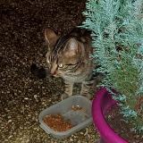 Picture of cat found at Breviandes