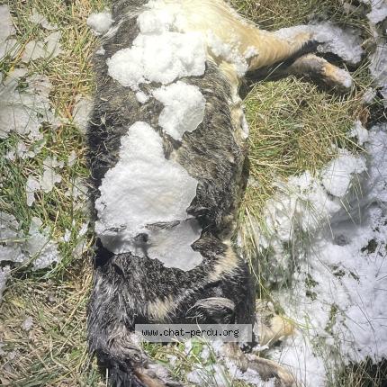 Photo 1/1 Found cat Found in Le perray en yvelines