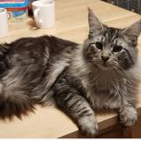 Picture of cat lost at Belin Beliet