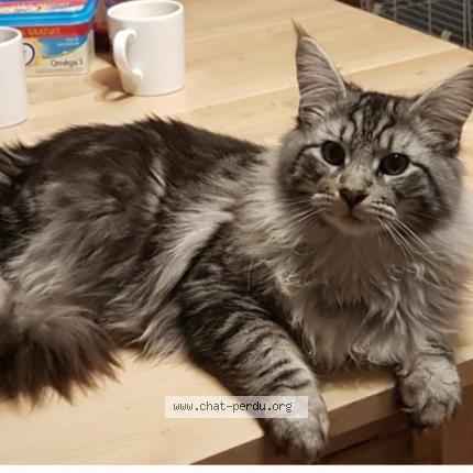 Photo 1/1 Gysmo Chat lost in Belin beliet