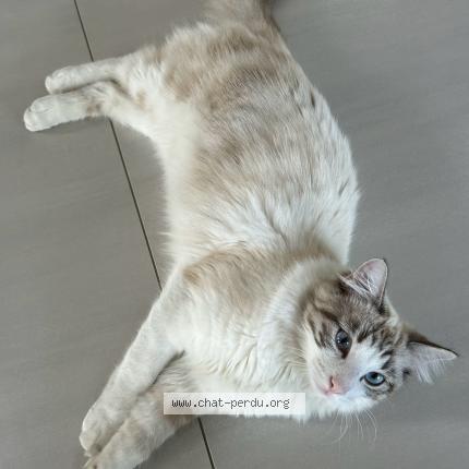 Photo 1/1 Mavi Chat lost in Saint jean de vedas