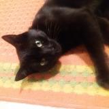 Picture of cat lost at Issoudun