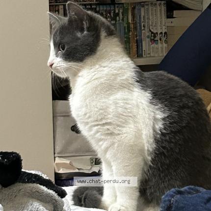 Foto 1/1 Kat teruggevonden Vermist in Bruxelles