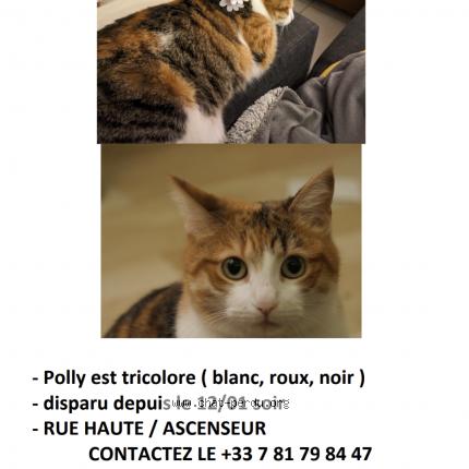 Foto van vermiste kat in Bruxelles