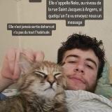Picture of cat lost at Angers