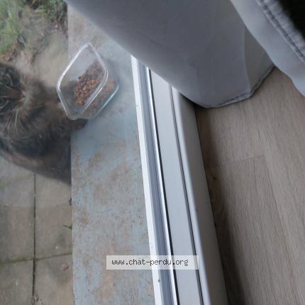Foto 1/1 Kat teruggevonden Gevonden in Chaudfontaine